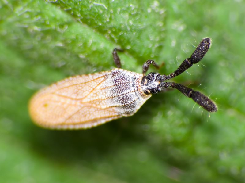 Copium teucrii (Host, 1788)